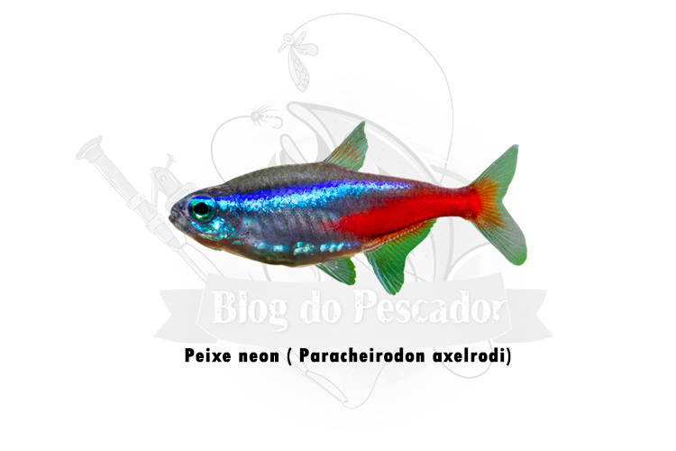 peixe neon ( paracheirodon axelrodi)
