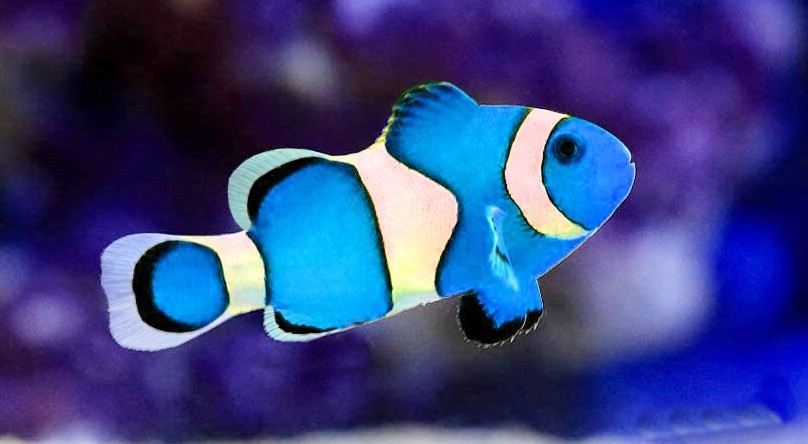 peixe palhaço azul