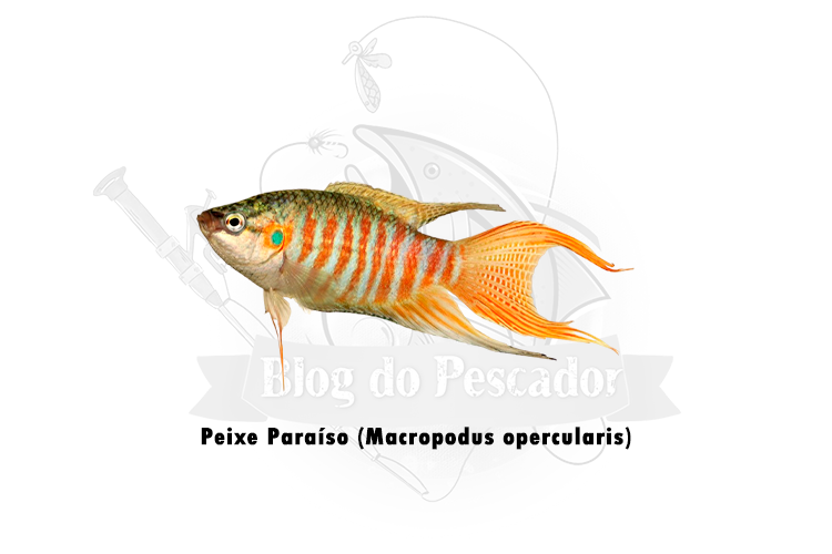 peixe paraíso (macropodus opercularis)