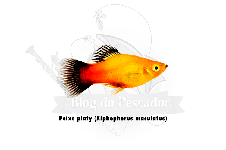 peixe platy (xiphophorus maculatus)