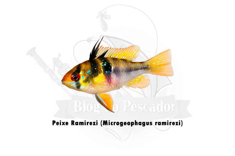 peixe ramirezi (microgeophagus ramirezi)