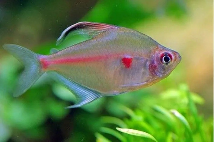 peixe rosaceo