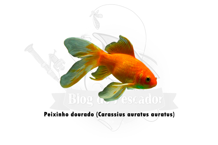 peixinho dourado (carassius auratus auratus)