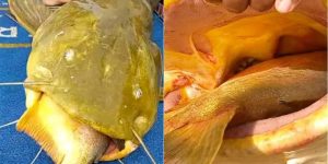 pescador fisga jau gigante entalado com pacu de 2 kg na boca