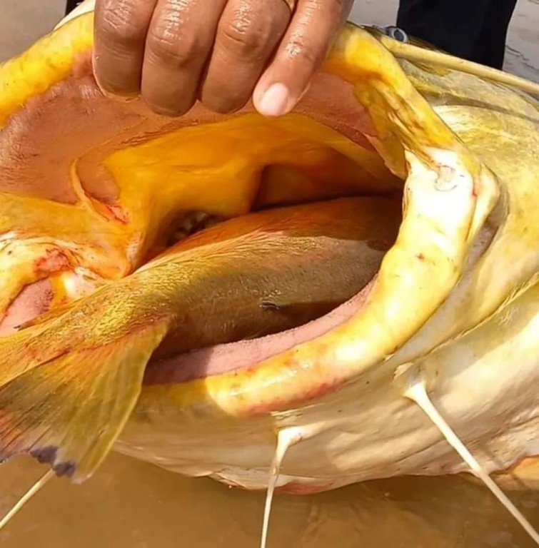 pescador fisga jau gigante entalado com pacu