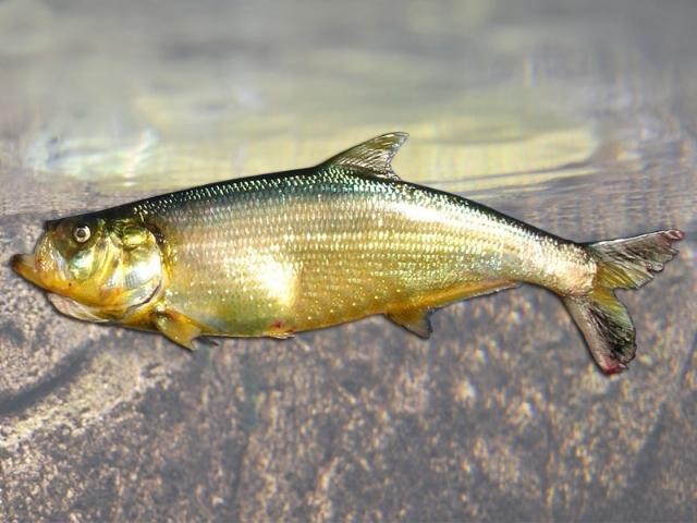 reproducao do peixe apapa
