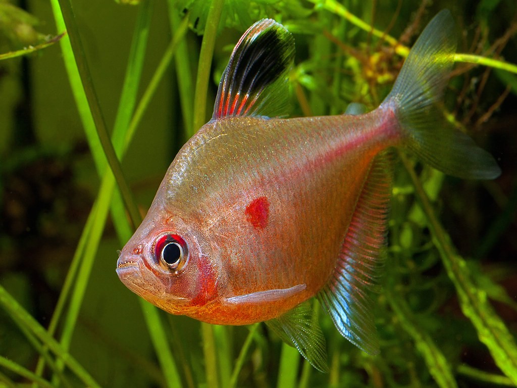 rosaceo peixe