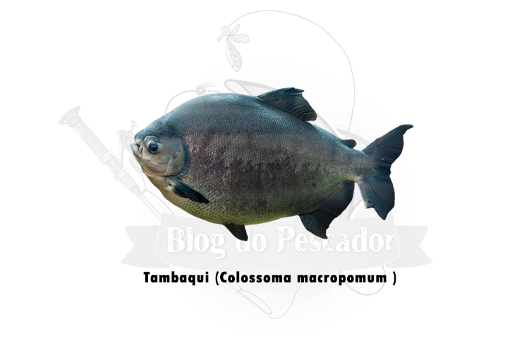 tambaqui ( colossoma macropomum )
