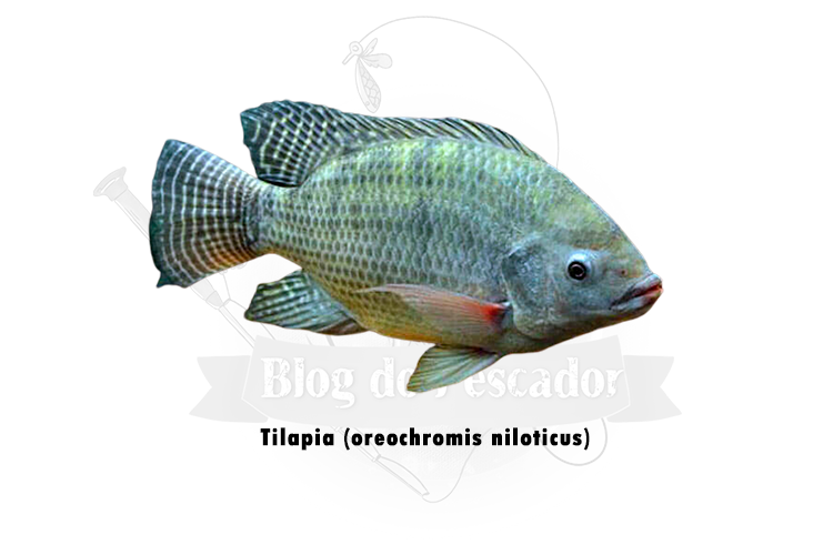 tilapia (oreochromis niloticus)