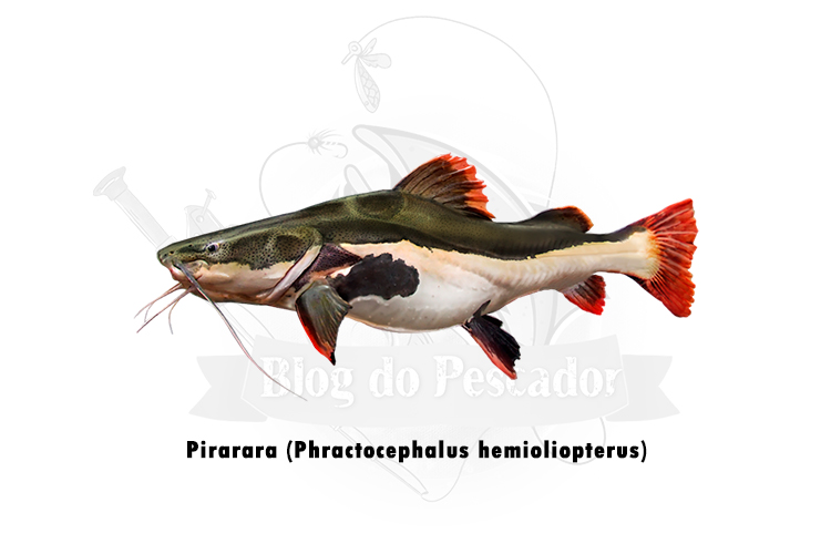 Pirarara (Phractocephalus hemioliopterus)