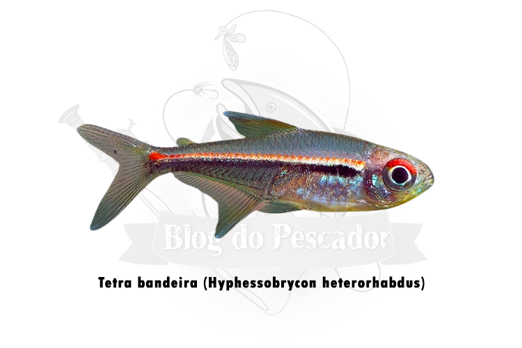 Tetra bandeira (hyphessobrycon heterorhabdus)