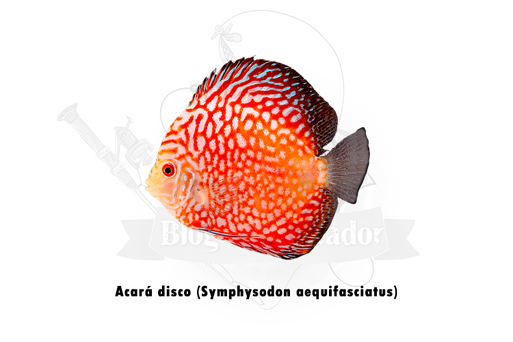 acara disco (symphysodon aequifasciatus)