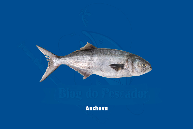 anchova