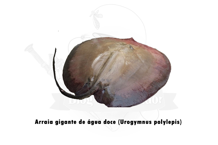 arraia gigante de agua doce (Urogymnus polylepis) 
