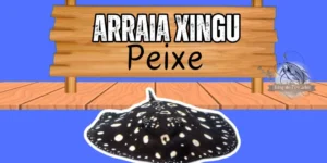 Arraia xingu peixe