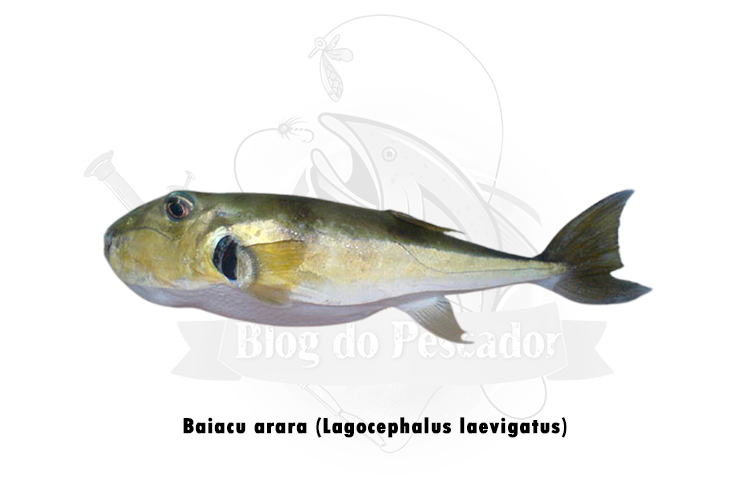 baiacu arara (lagocephalus laevigatus)