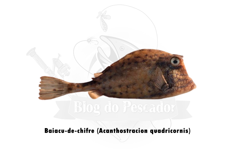 baiacu-de-chifre (acanthostracion quadricornis)
