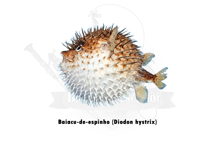 baiacu-de-espinho (diodon hystrix)