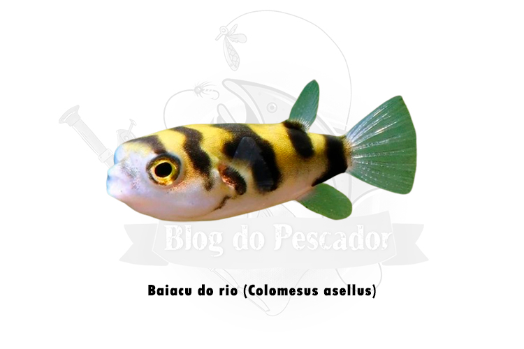 baiacu do rio (colomesus asellus)