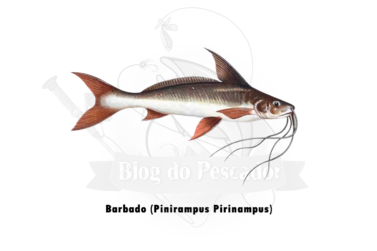 barbado (pinirampus pirinampus)