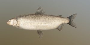 blackfin cisco