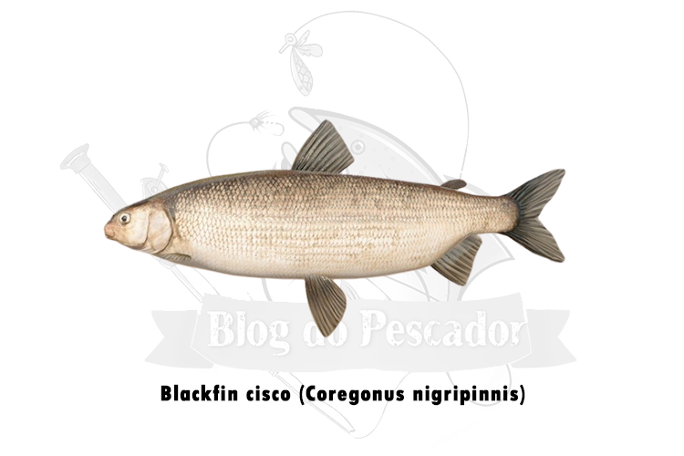 blackfin cisco (coregonus nigripinnis)