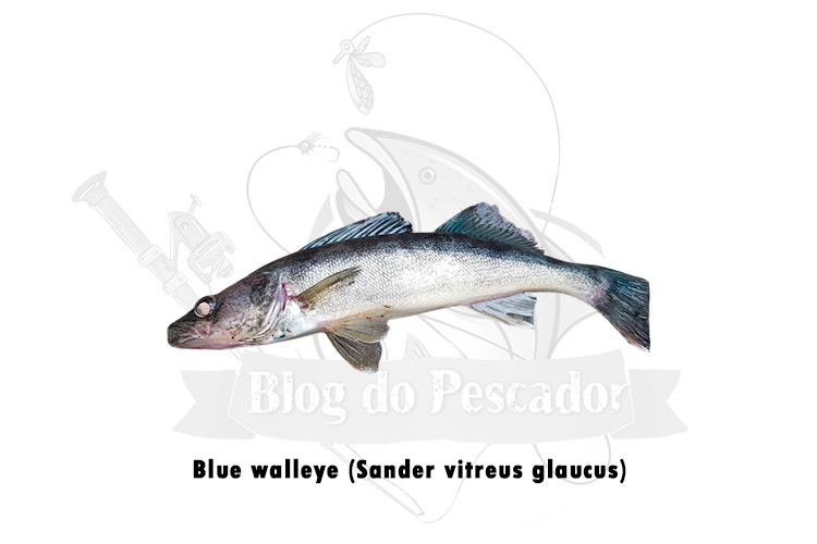blue walleye (sander vitreus glaucus)