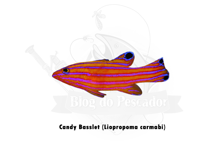 candy basslet (liopropoma carmabi)