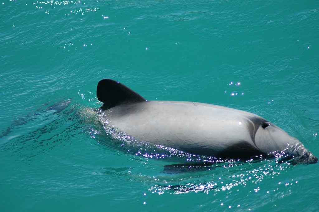 caracteristicas do golfinho-de-hector