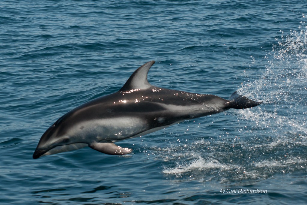 características do golfinho-de-laterais-brancas-do-pacífico