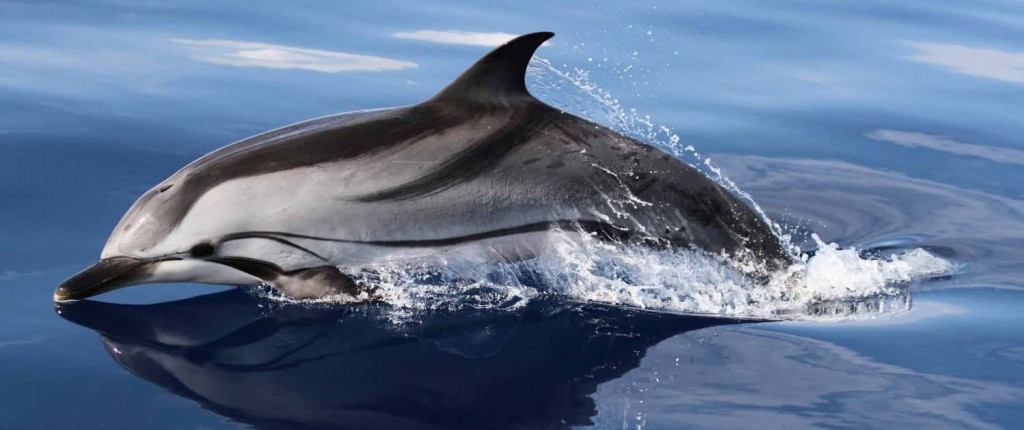 características do golfinho-listrado