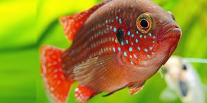 características do peixe acara joia