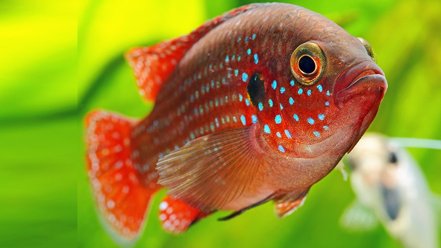 características do peixe acara joia