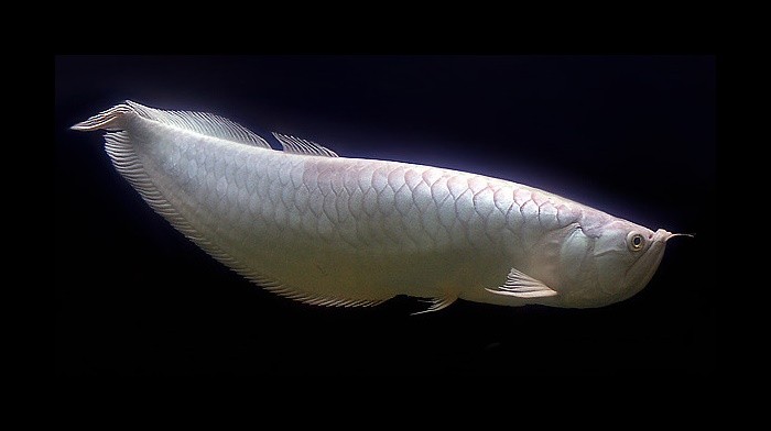 características do peixe aruana platina