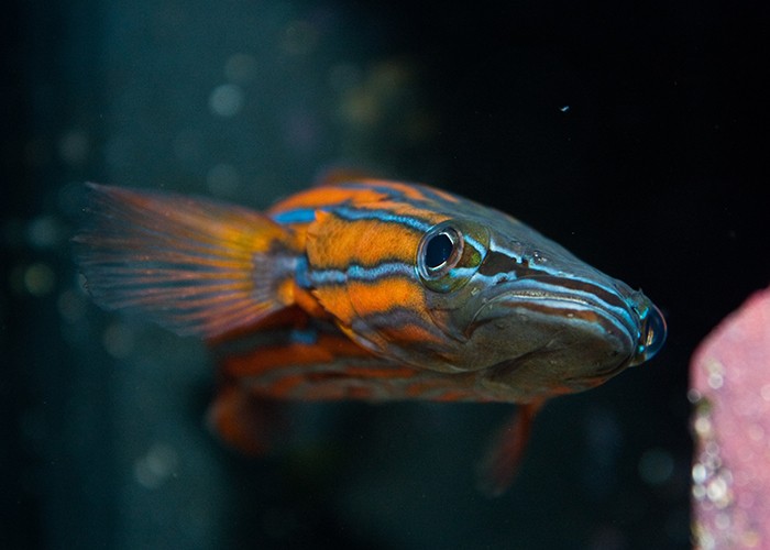 características do peixe australian flathead perch