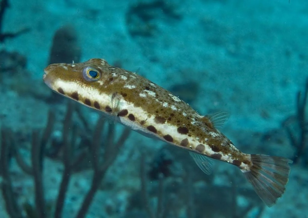 características do peixe baiacu-pinima