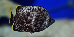 características do peixe-borboleta de ferro forjado