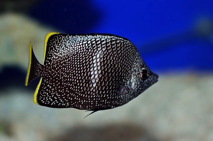 características do peixe-borboleta de ferro forjado