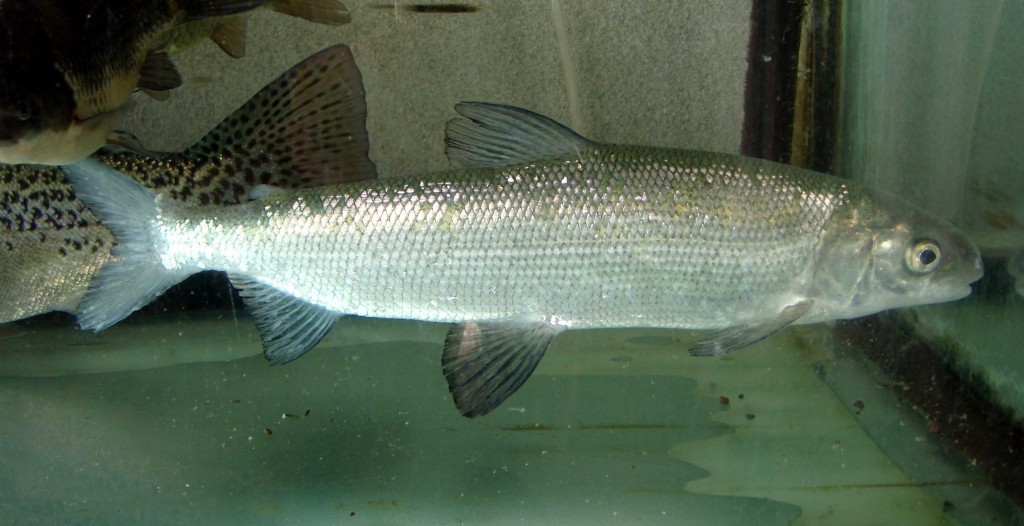 características do peixe branco do lago de genebra