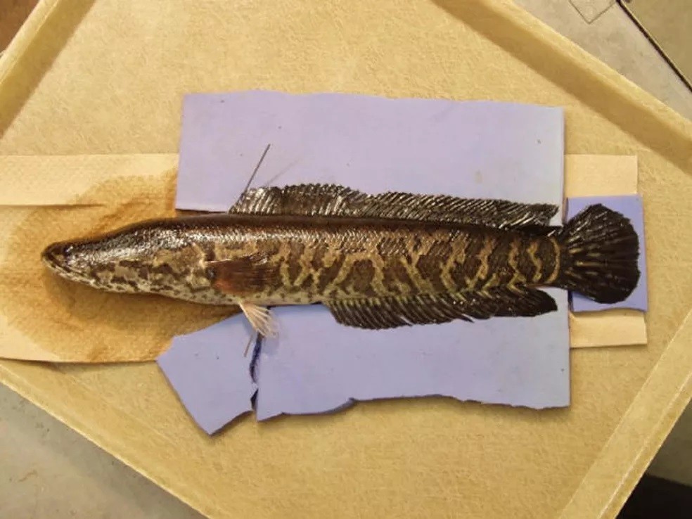 características do peixe cabeca-de-cobra