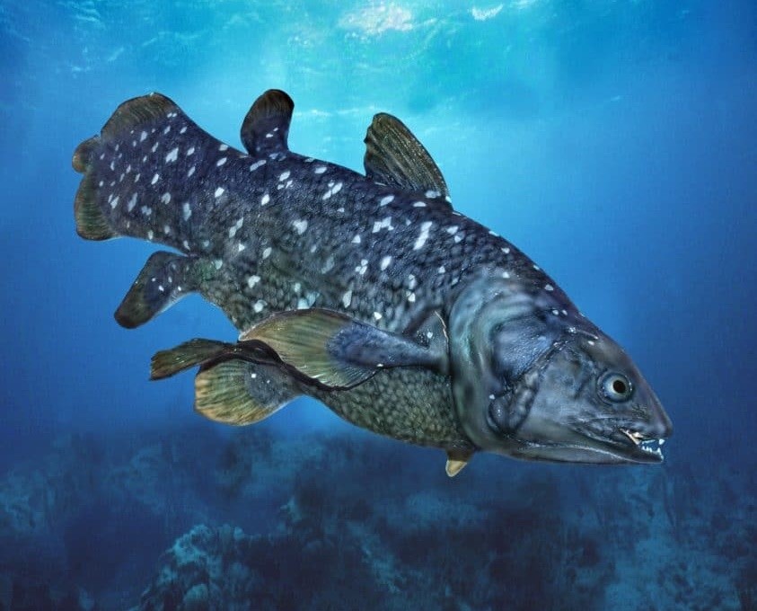 caracteristicas do peixe celacanto