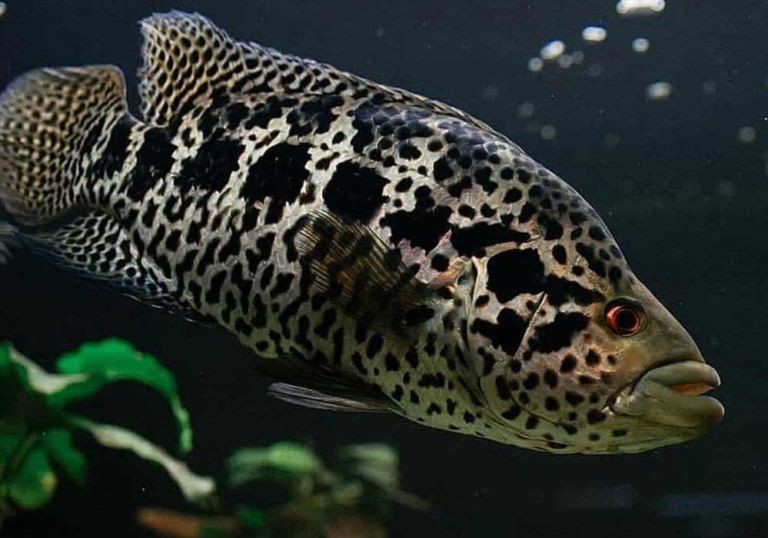 caracteristicas do peixe ciclideo jaguar