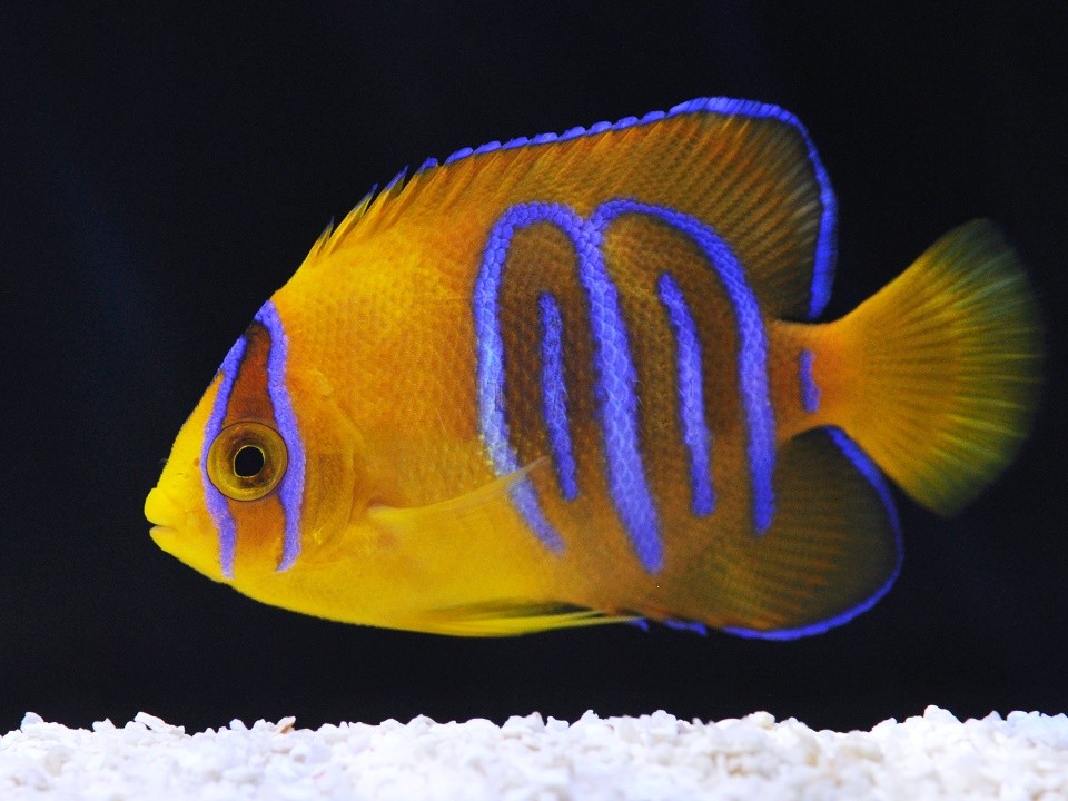 caracteristicas do peixe clarion angelfish