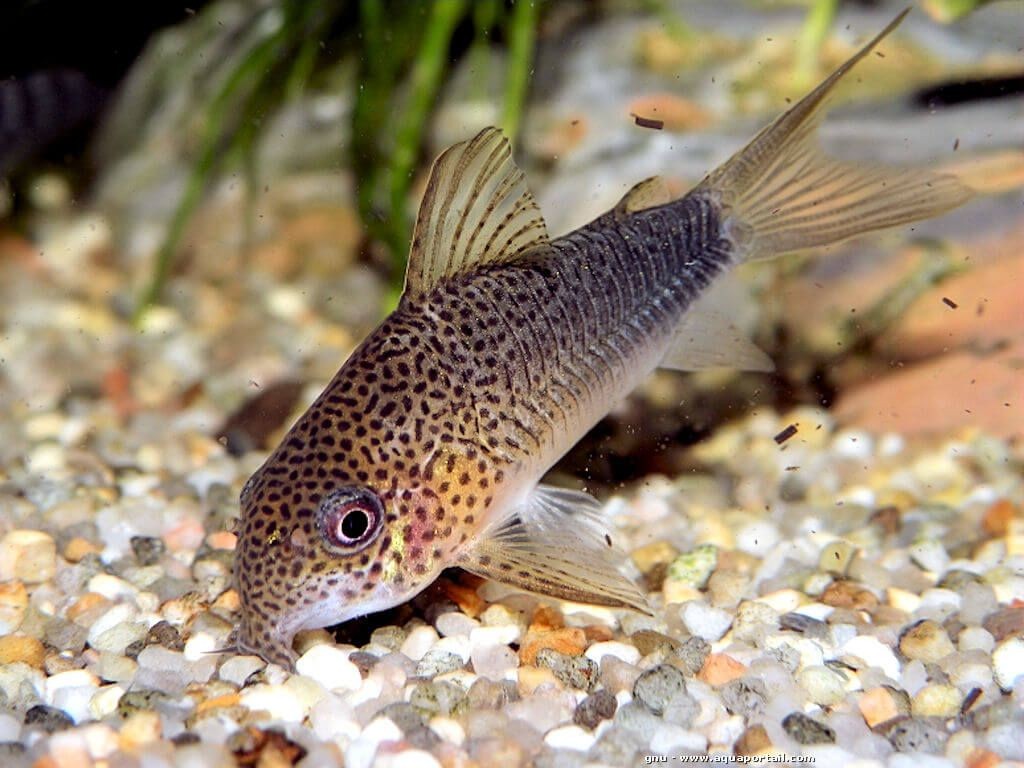 caracteristicas do peixe coridora violeta