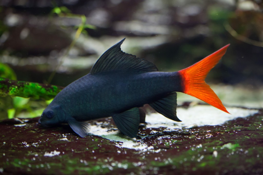 características do peixe labeo bicolor
