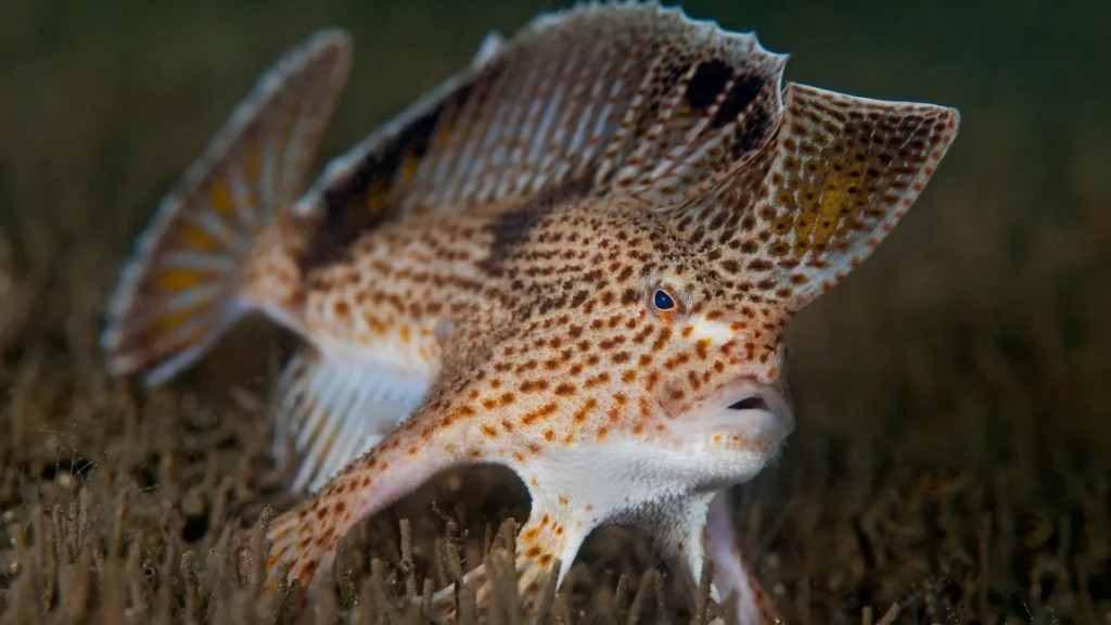 características do peixe-mao liso