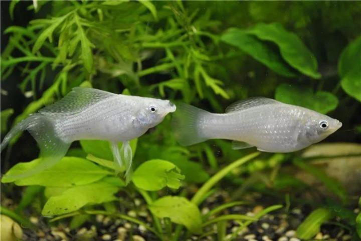 características do peixe molinesia prata