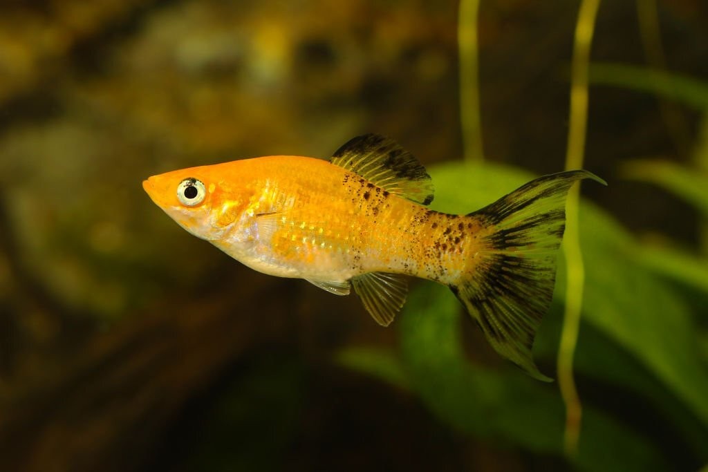 características do peixe molinesia tigre