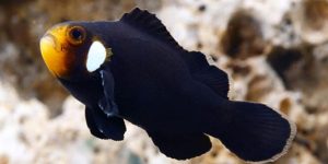 caracteristicas do peixe oellaris domino