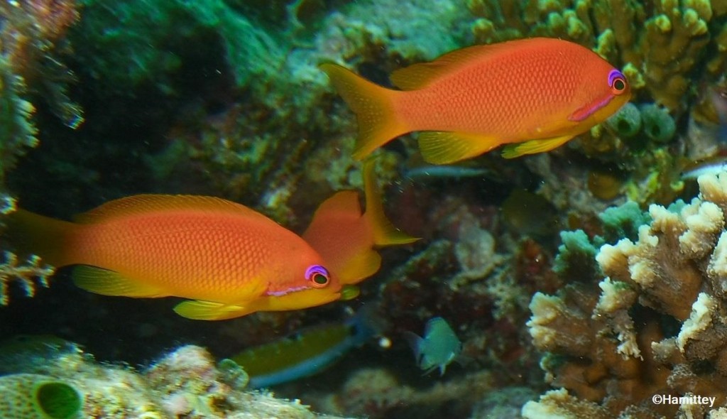 características do peixe orange basslet